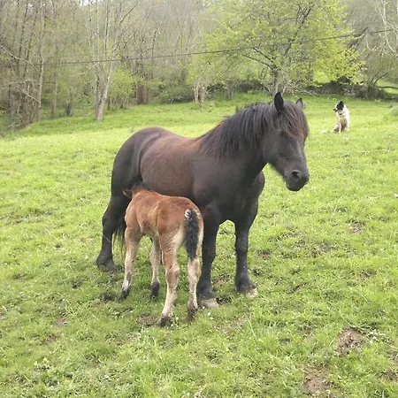 Otel Rural Texos La Riera (Cangas de Onis)